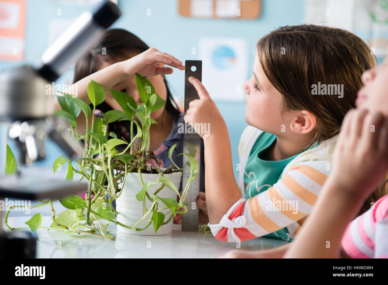Las niñas midiendo el crecimiento de plantas en el aula Foto de stock