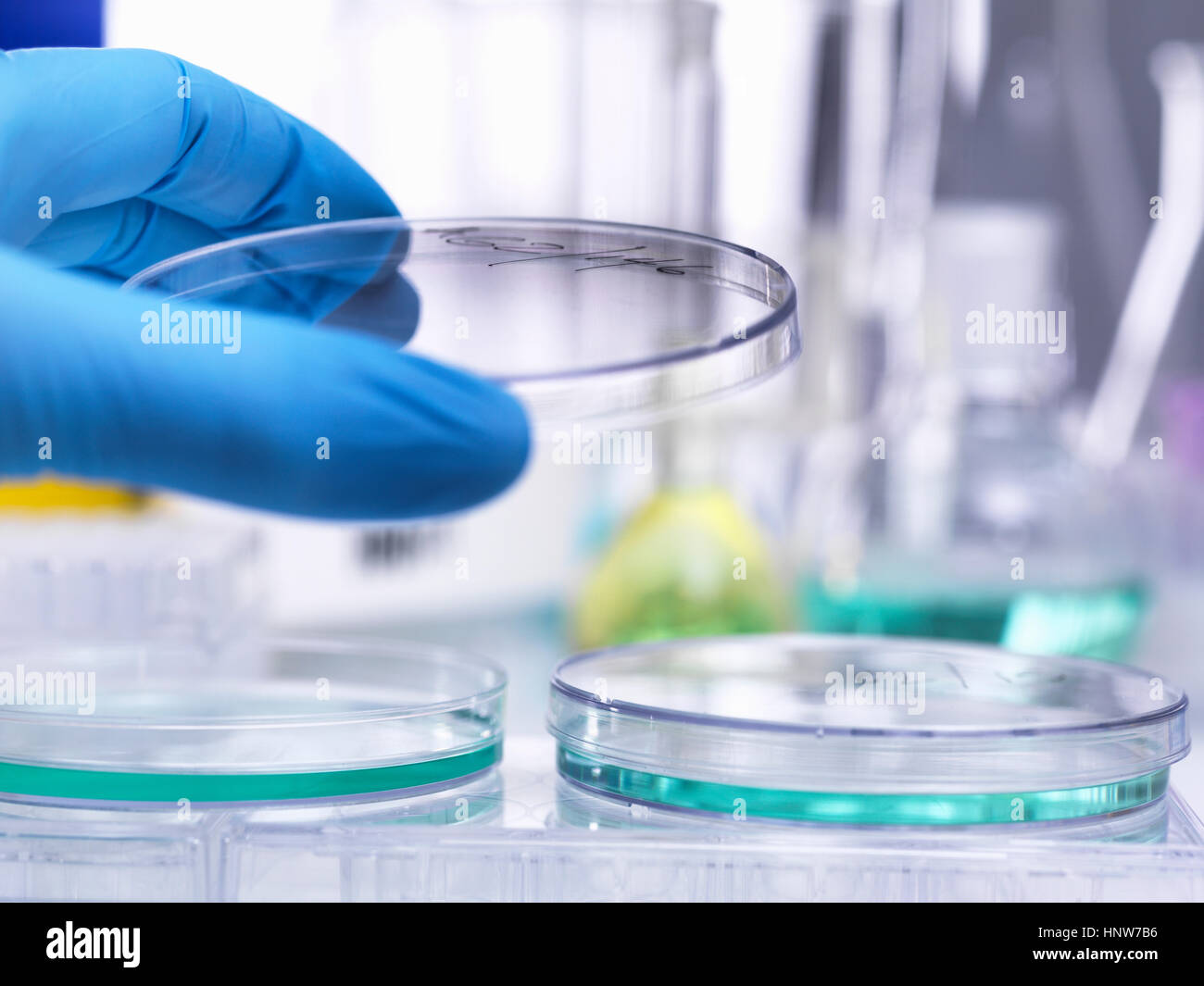 Scientist levantando la tapa de la caja de petri para inspeccionar el crecimiento de espécimen durante el experimento en el laboratorio Foto de stock