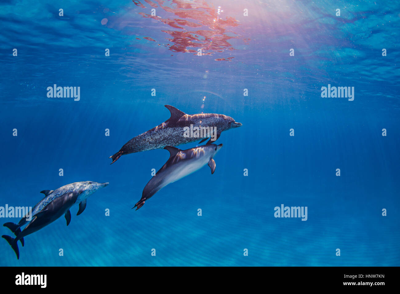 Grupo de delfines moteados del Atlántico, vista submarina Foto de stock