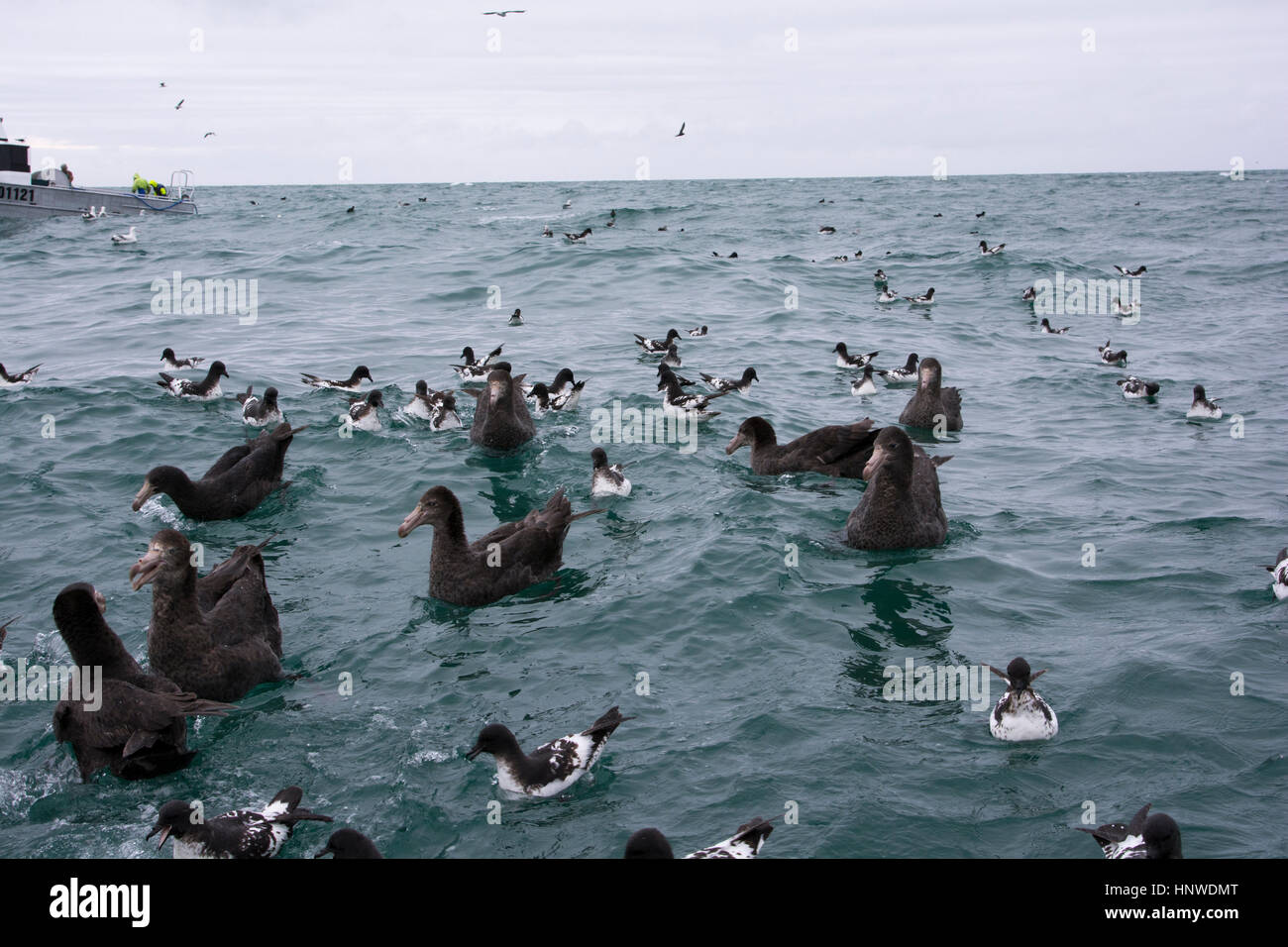 Los petreles gigantes del norte buscando pescado hígado que observadores de aves de albatros encuentro lanzar sobre placa para atraer aves marinas en el Océano Pacífico. Foto de stock