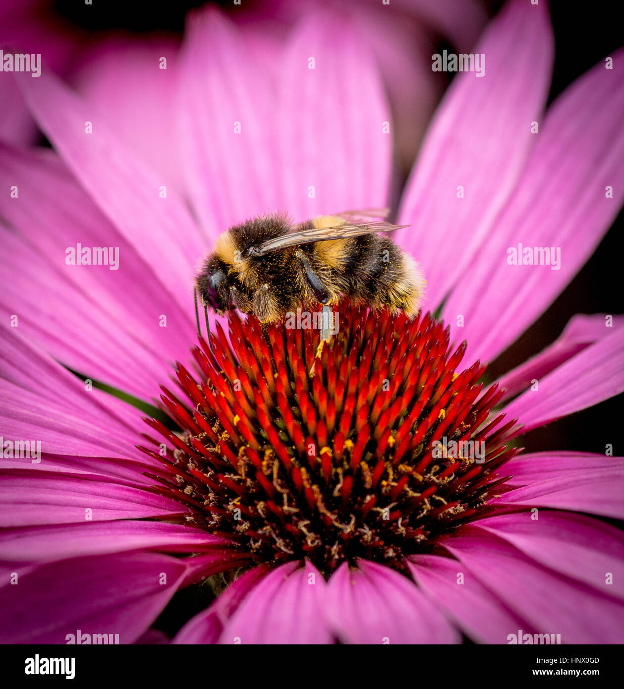 Bumble Bee recogiendo polen desde el jardín de flores Foto de stock