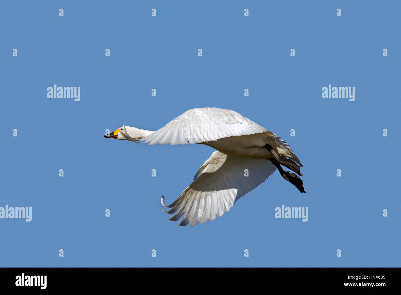 El cisne de la tundra (Cygnus columbianus) / Bewick's Swan (Cygnus bewickii) en vuelo contra el cielo azul Foto de stock