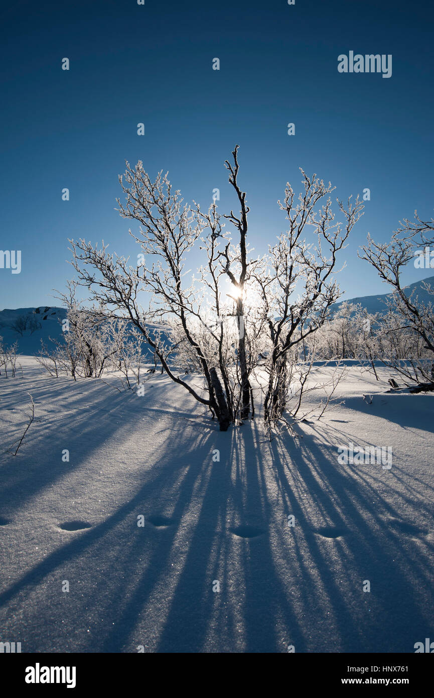 Un paisaje helado cerca de Kiruna, Suecia Foto de stock