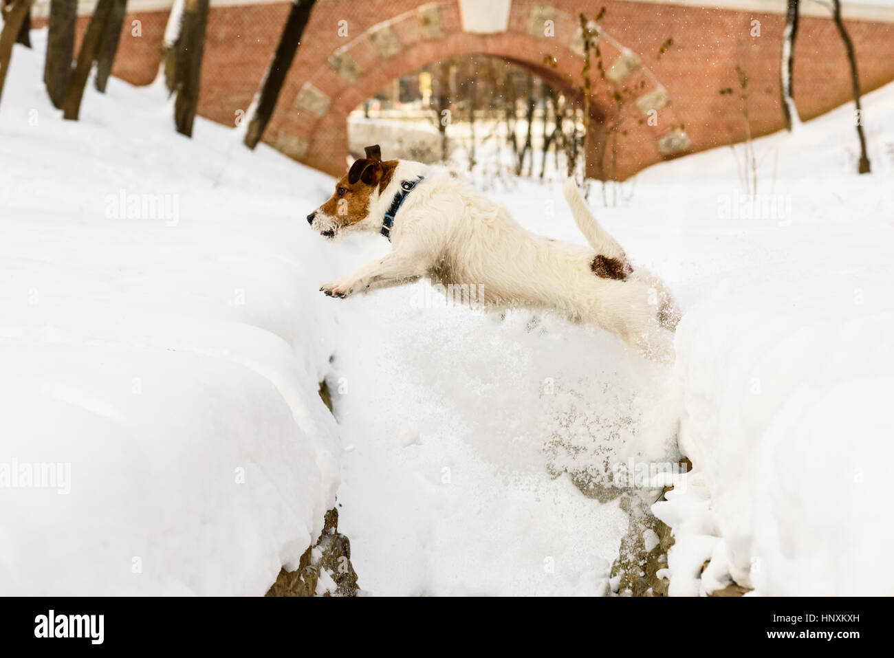 Valiente perro saltando por el precipicio resbaladizo con bordes nevados  Fotografía de stock - Alamy