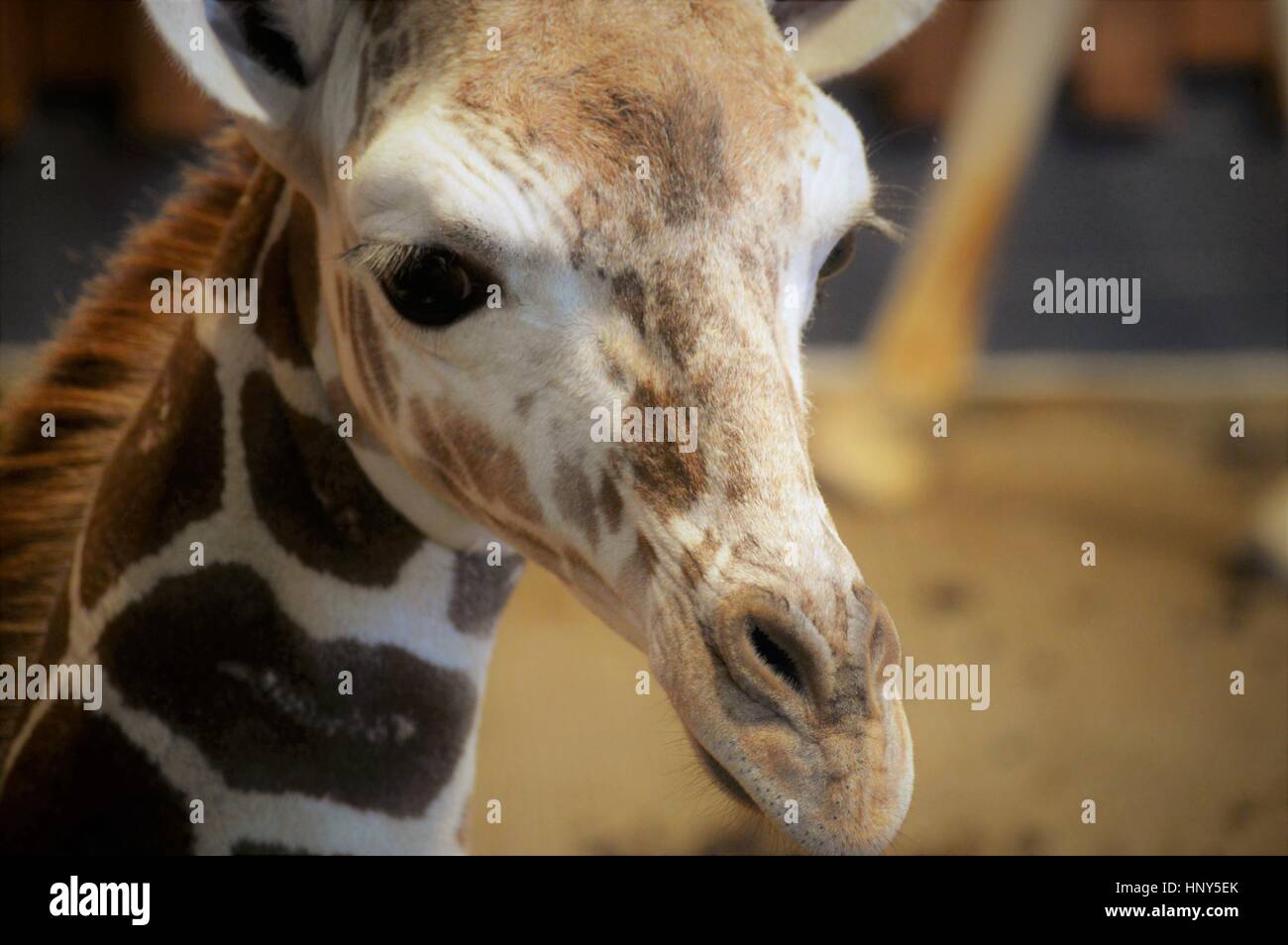 Cerca de la cara de un bebé jirafa macho Foto de stock