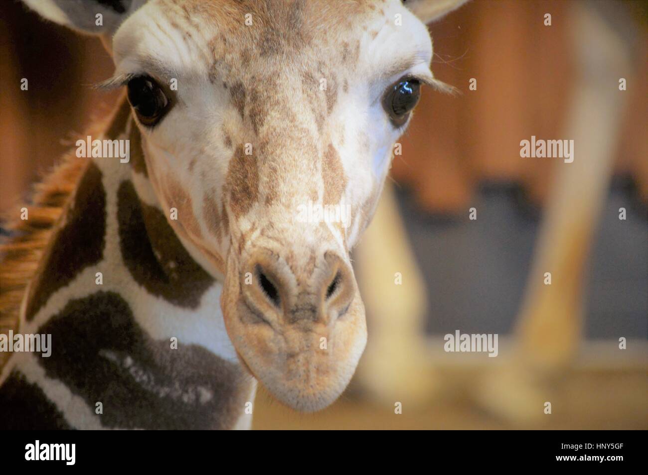 Cerca de la cara de un bebé jirafa macho Foto de stock