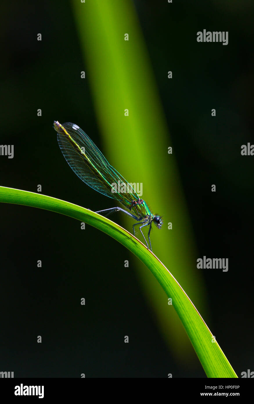 Bandas (Demoiselle Calopteryx splendens) - Retrato de una mujer en bandas demoiselle sobre un verde brillante reed, contra un fondo verde y negro Foto de stock