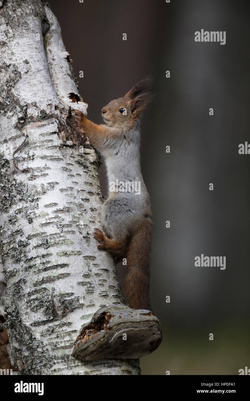 Ardilla roja (Sciurus vulgaris)subiendo un tronco de abedul plateado Foto de stock