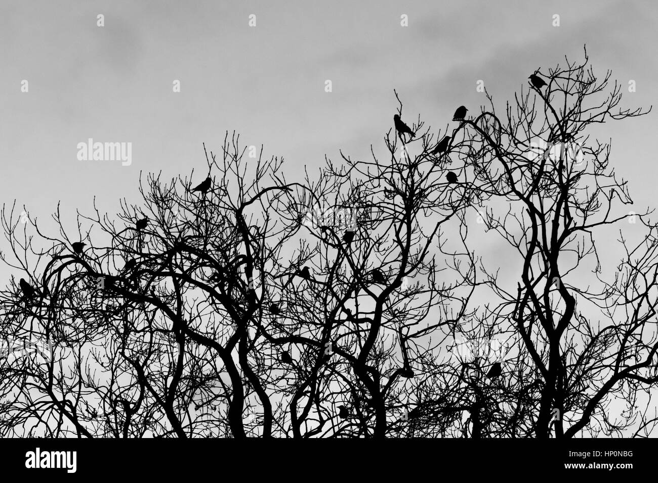 Rooks (Corvus frugilegus) posarse en el árbol en la noche. Bandada de pájaros en el cuervo (familia Corvidae) colgado en la marquesina del árbol de hoja caduca, en blanco y negro Foto de stock