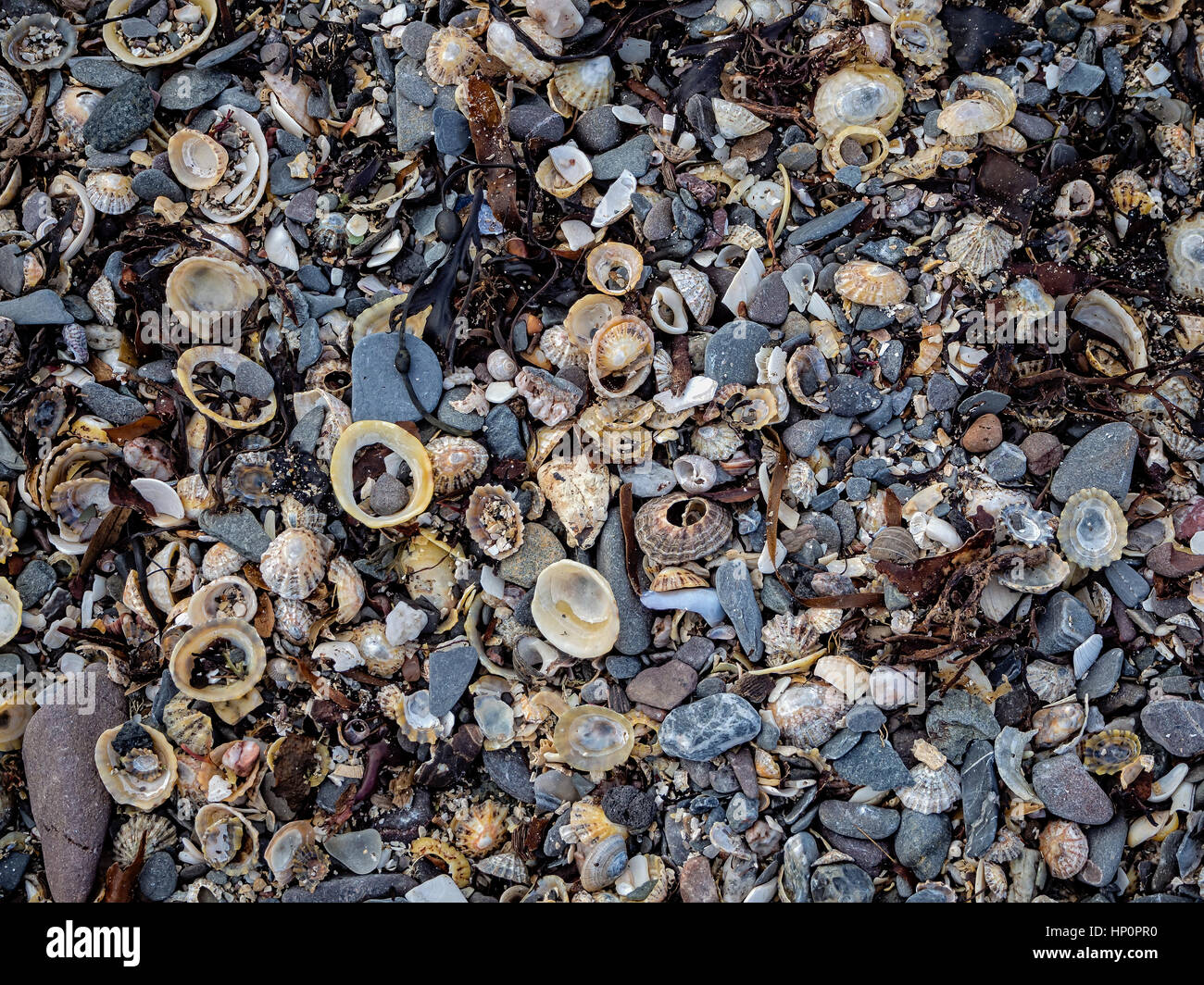 Conchas en la orilla del mar Foto de stock