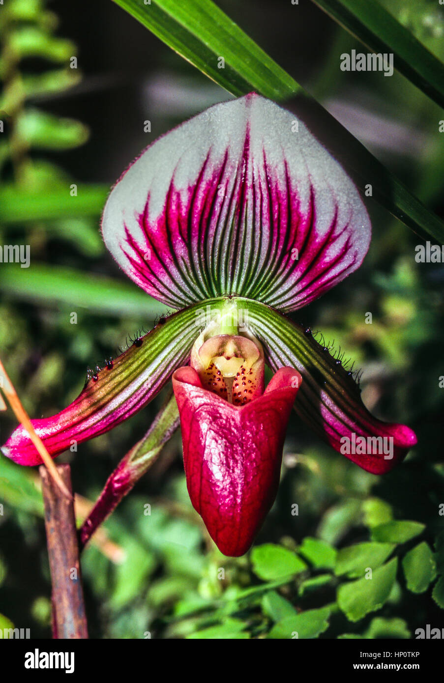 Paphiopedilum, llamado a menudo la zapatilla de venus, es un género de la  Subfamilia Cypripedioideae de orquídeas zapatilla de dama de la familia de  plantas florecientes Orchidace Fotografía de stock - Alamy