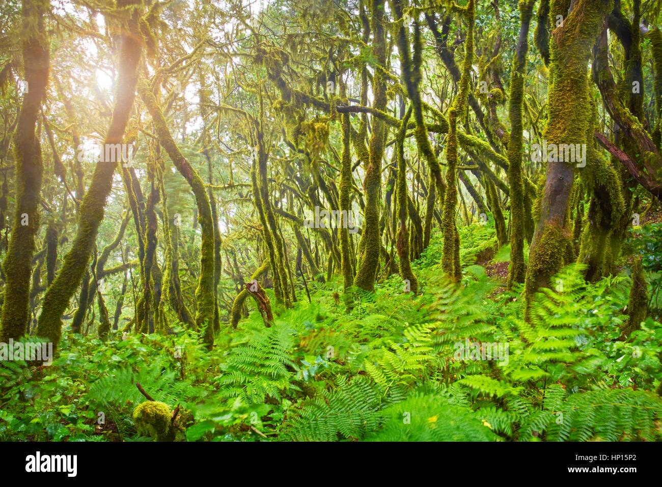 Bosque en el Parque Nacional de Garajonay, en La Gomera, Islas Canarias, España Foto de stock