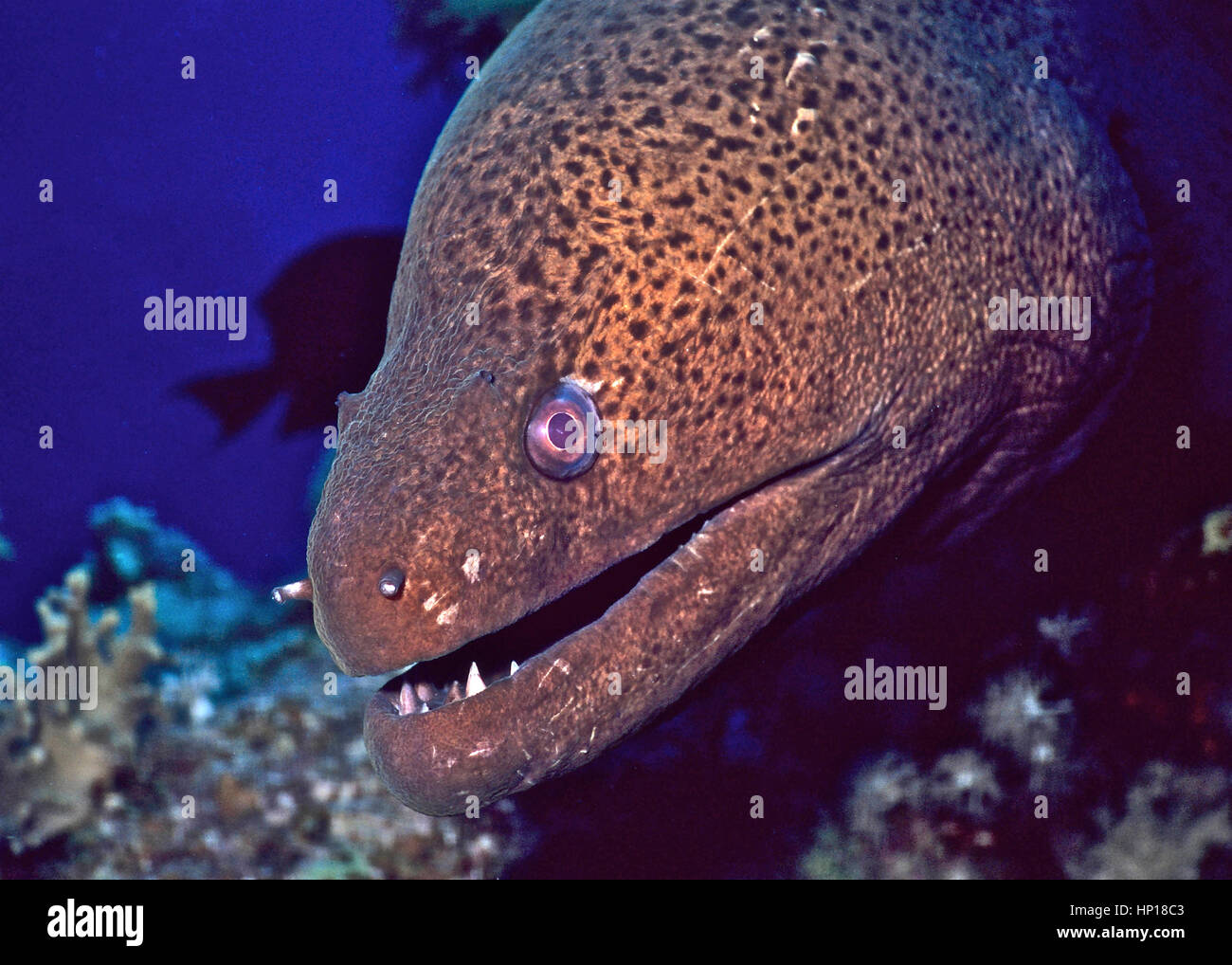 Acercamiento De La Cabeza De Un Gigante De Anguilas Morenas Gymnothorax Javanicus Mostrando Sus Dientes Afilados La Especie Puede Alcanzar 3 Metros De Longitud Mar Rojo Fotografia De Stock Alamy