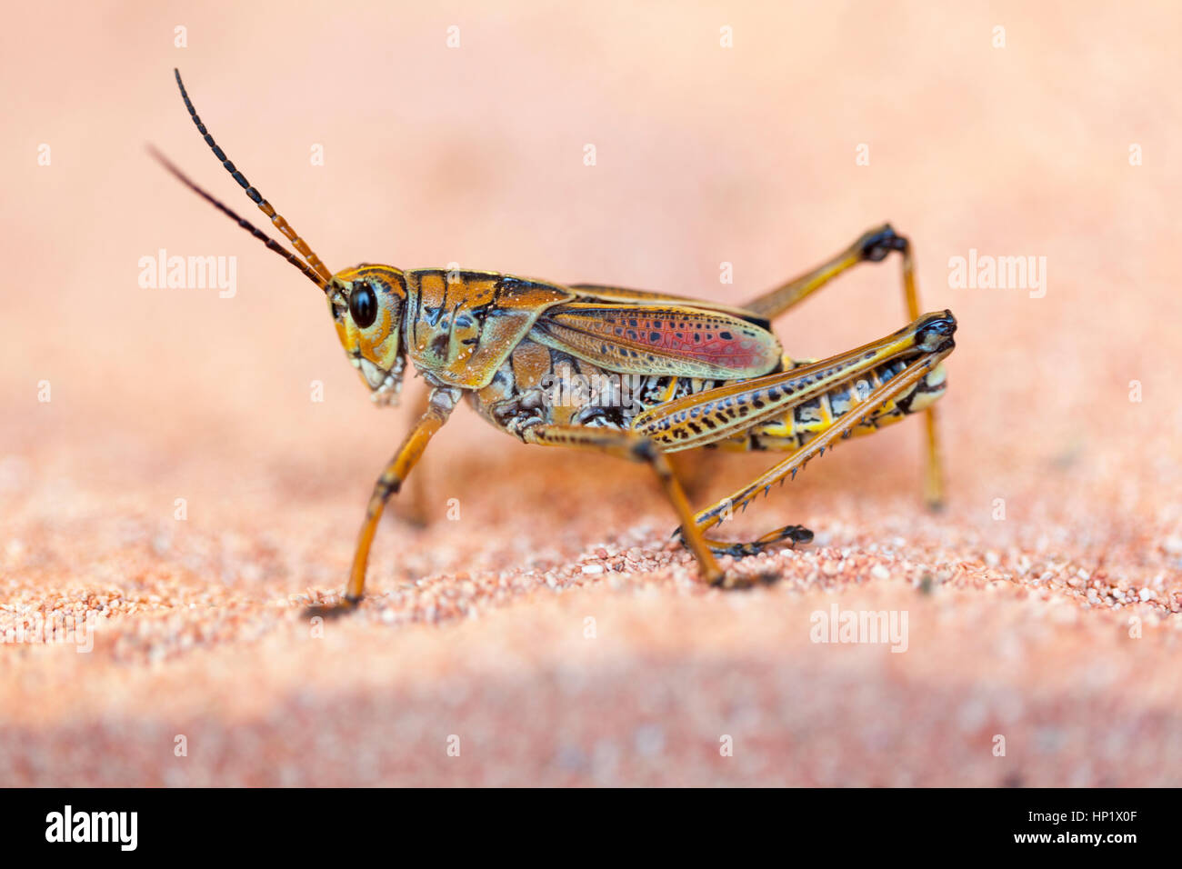 Fauna: la langosta del desierto (Schistocerca gregaria). El Zoológico de Londres. Foto de stock