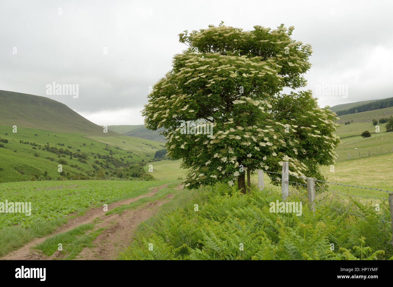 Saúco Sambucus nigra, como un árbol solitario Foto de stock