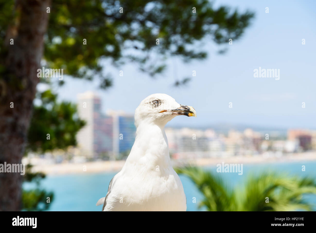 Gaviota blanca retrato de aves tropicales con vistas al horizonte de la ciudad en segundo plano. Foto de stock