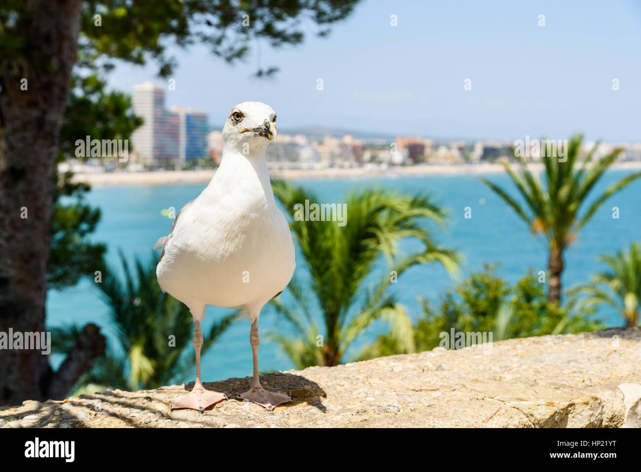 Gaviota blanca retrato de aves tropicales con vistas al horizonte de la ciudad en segundo plano. Foto de stock