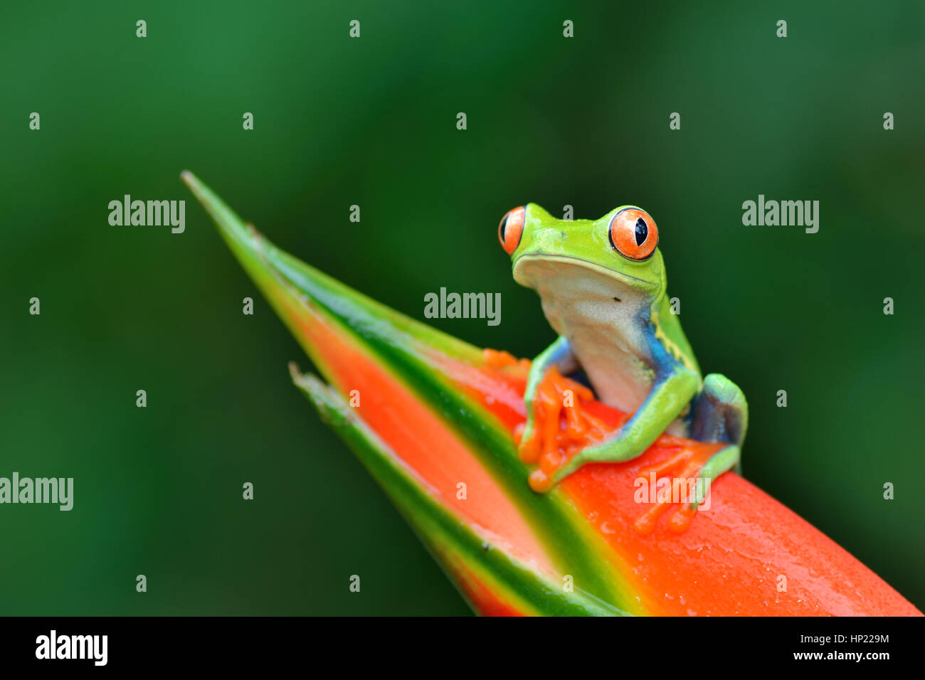 Red-eyed Tree Frog en el bosque lluvioso de Costa Rica Foto de stock