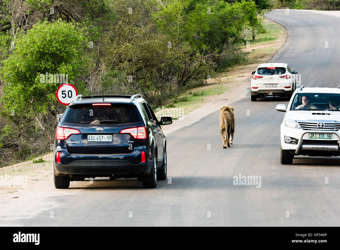 El Parque Nacional Kruger, Sudáfrica - Noviembre 27, 2016: Los turistas parar sus coches para ver un león caminando en una carretera en el South African juego reserv Foto de stock