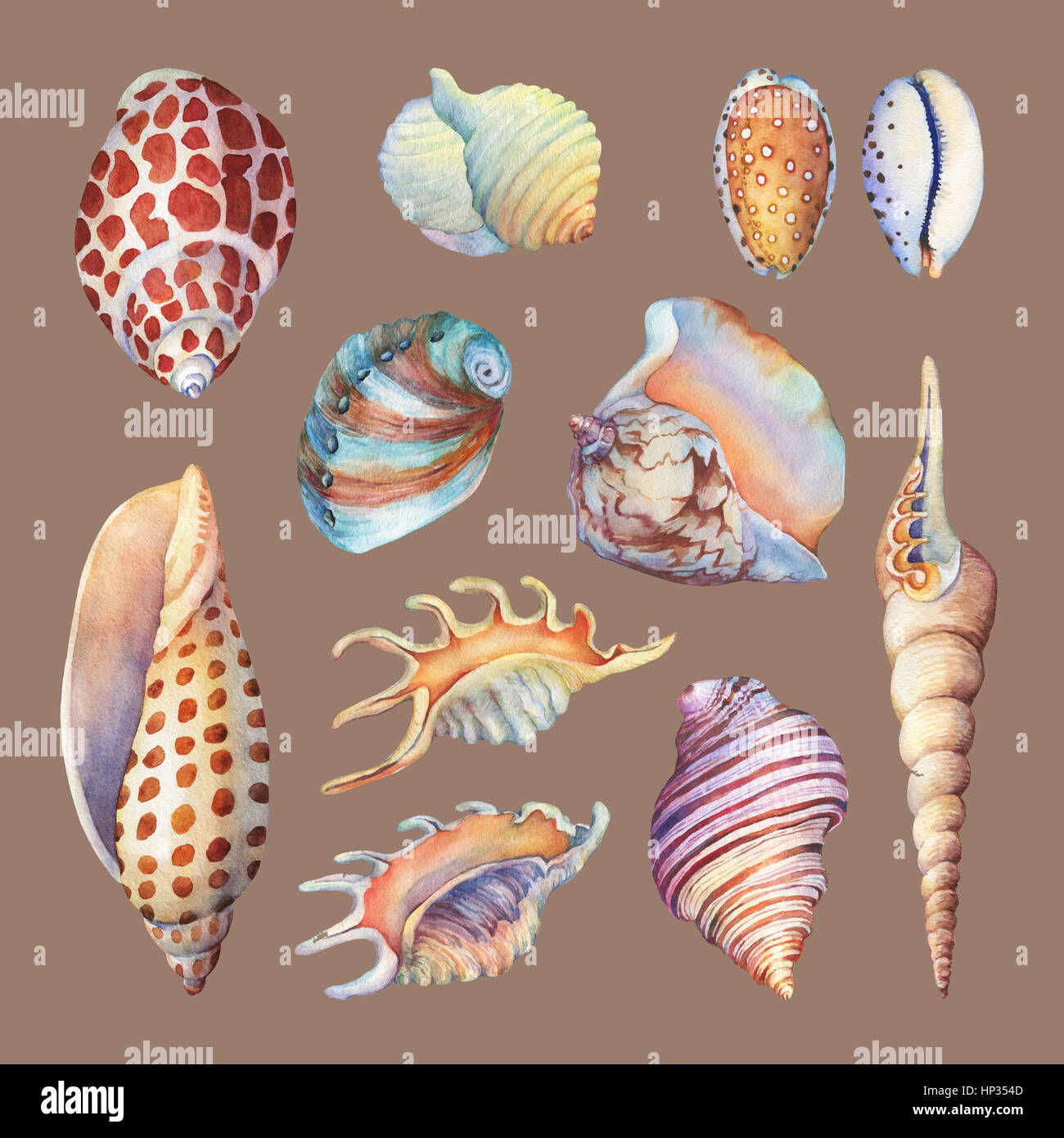 Conjunto de objetos de la vida submarina - ilustraciones de varias conchas tropicales y Starfish. Dibujadas a mano pintura acuarela sobre fondo marrón. Foto de stock