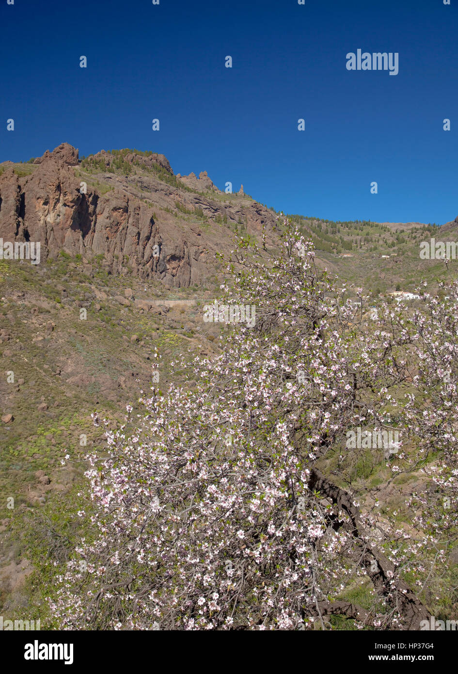 El centro de Gran Canaria en febrero, los almendros en flor Foto de stock