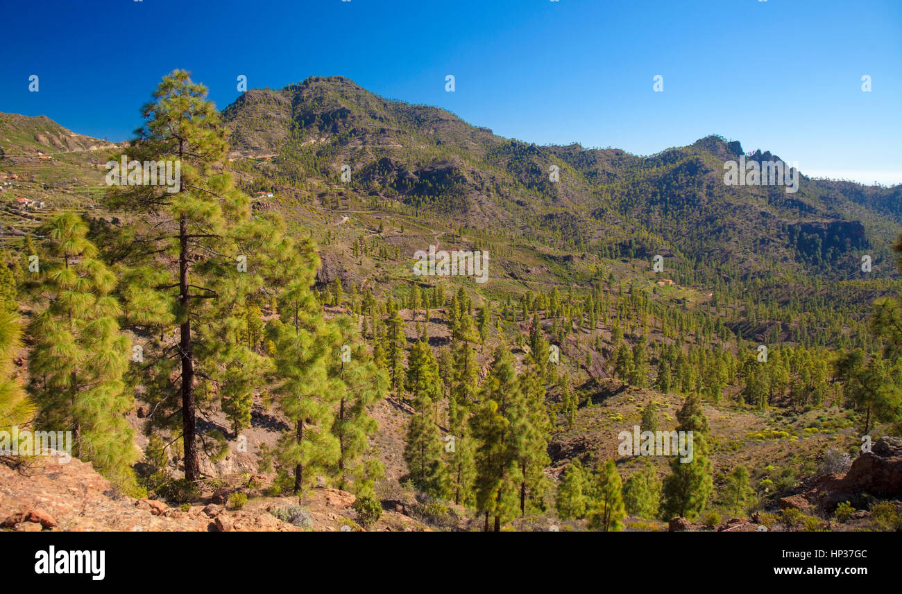 El centro de Gran Canaria en febrero, vistas valle Barranco de Chira hacia Cruz Grande Foto de stock