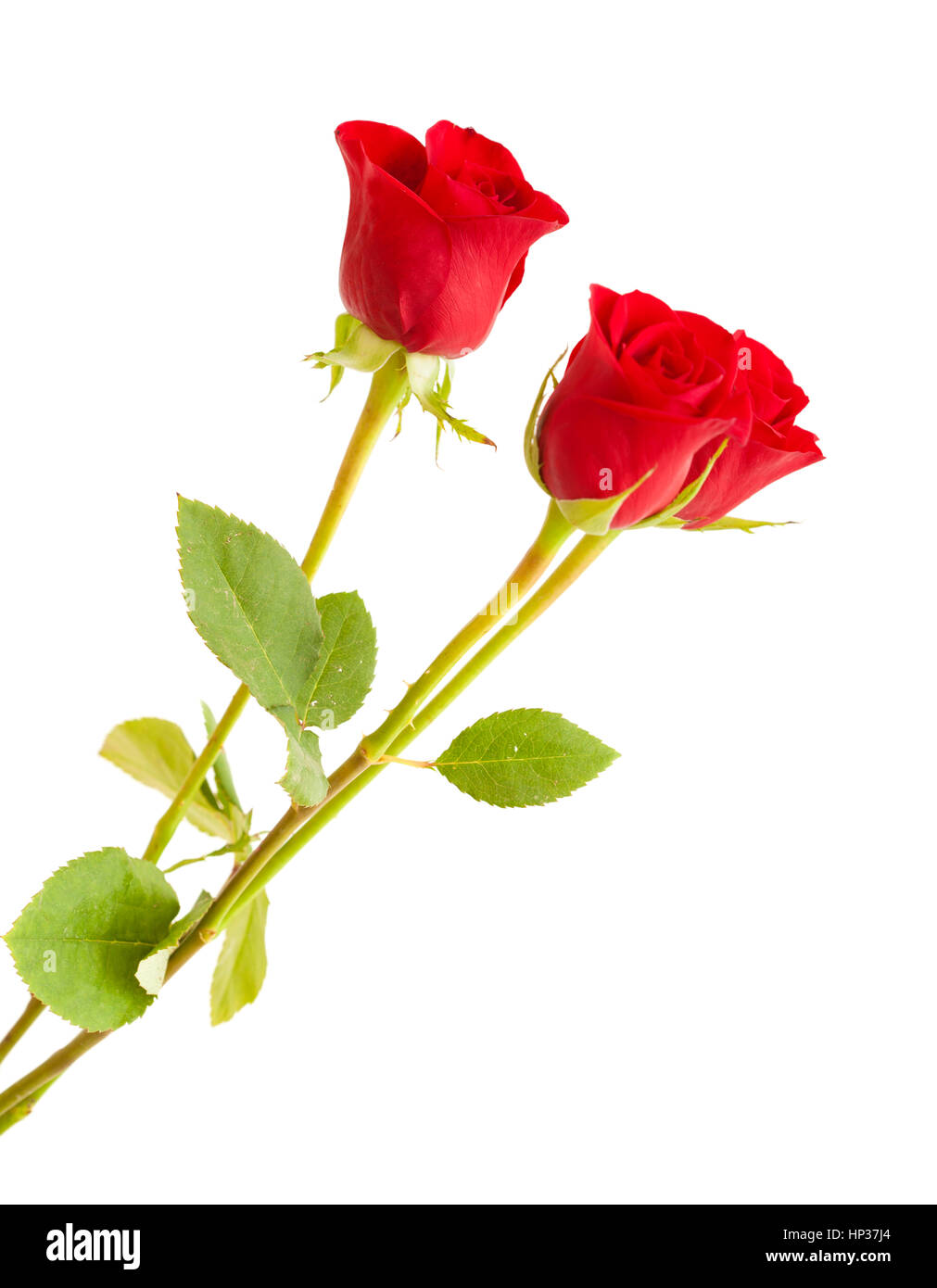 Rosa roja, sin abrir, aislado sobre fondo blanco Fotografía de stock - Alamy