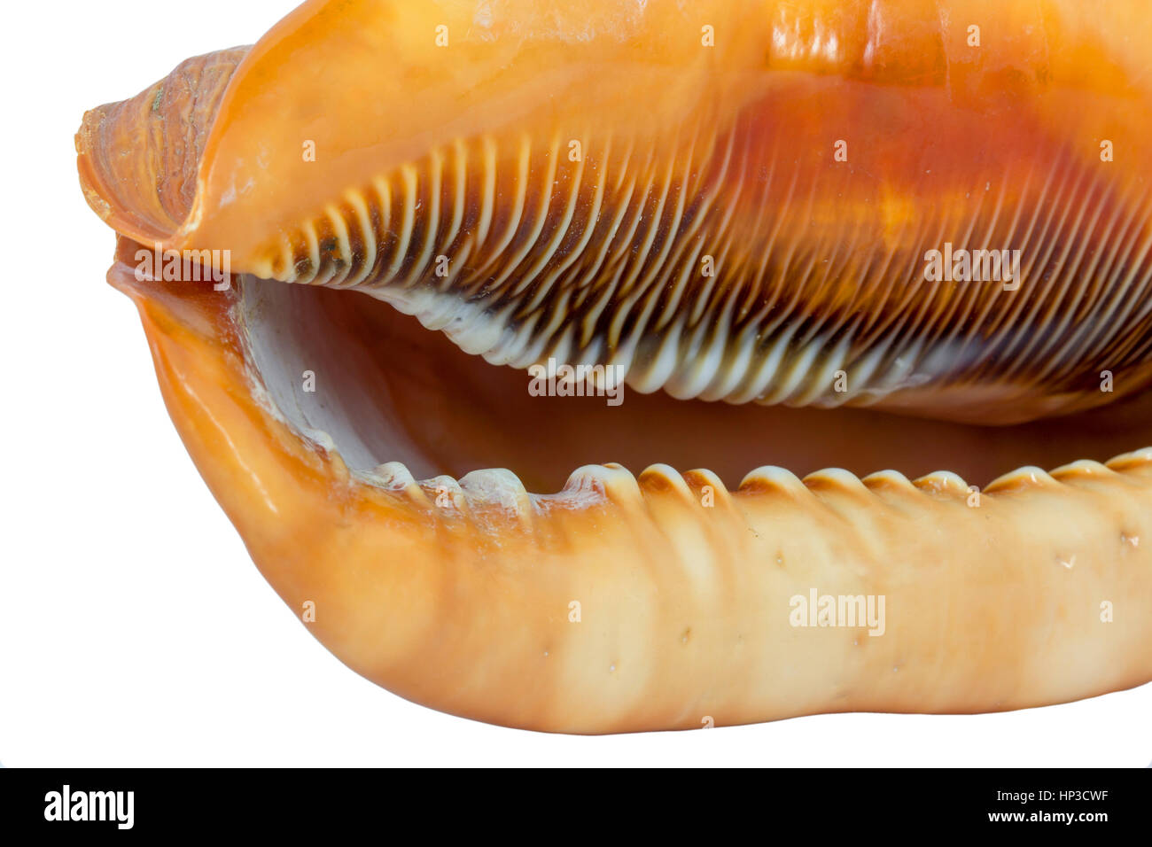 Molusco gasterópodo marino comestible fotografías e imágenes de alta