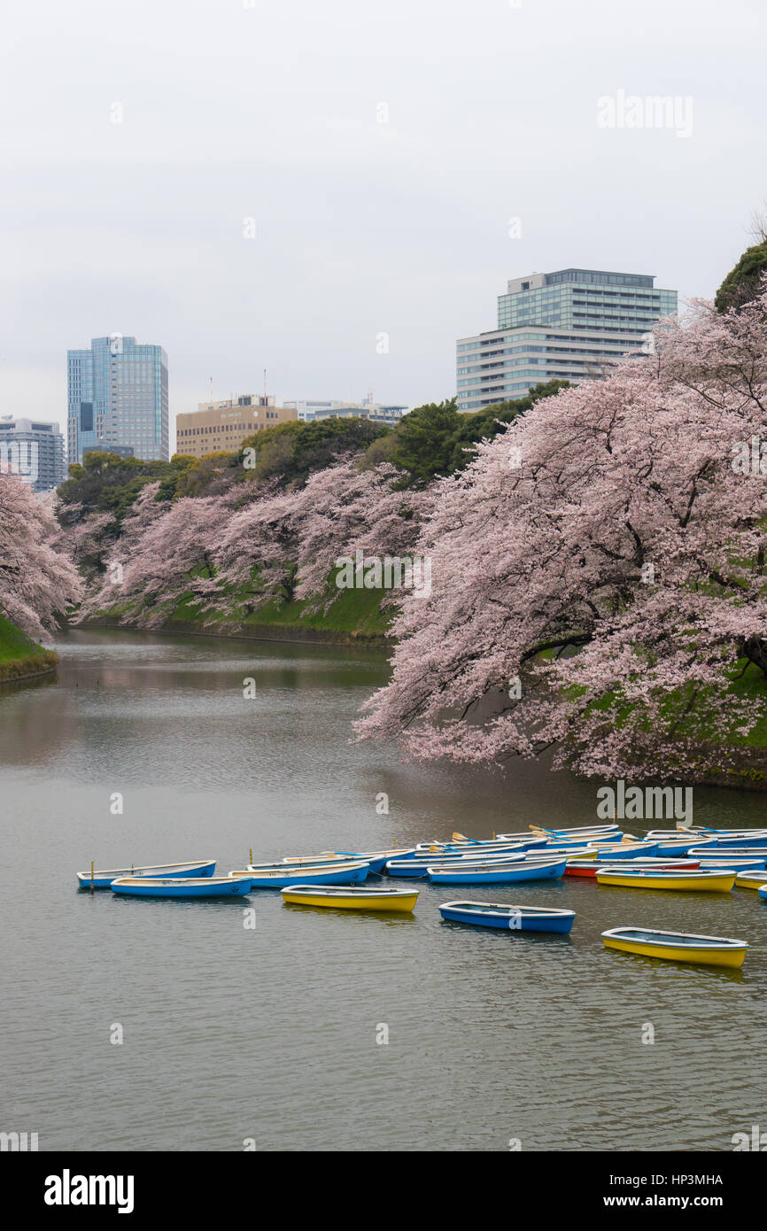 Embarcaciones de remo en el foso del Palacio Imperial en Tokio, Japón Foto de stock