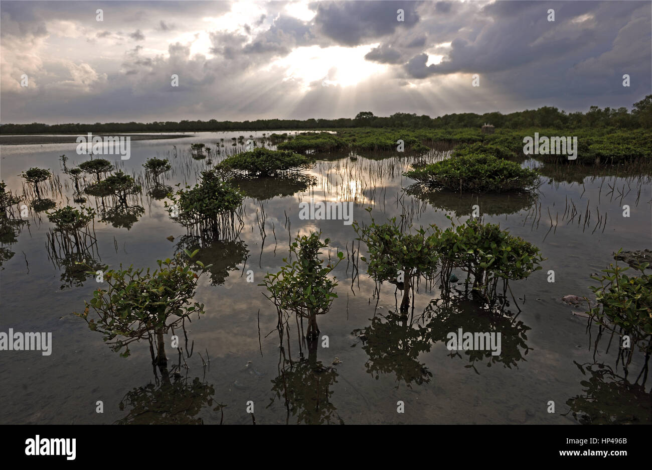 Plantación de plántulas manglares en la zona costera de Trincomalee, Sri Lanka Foto de stock