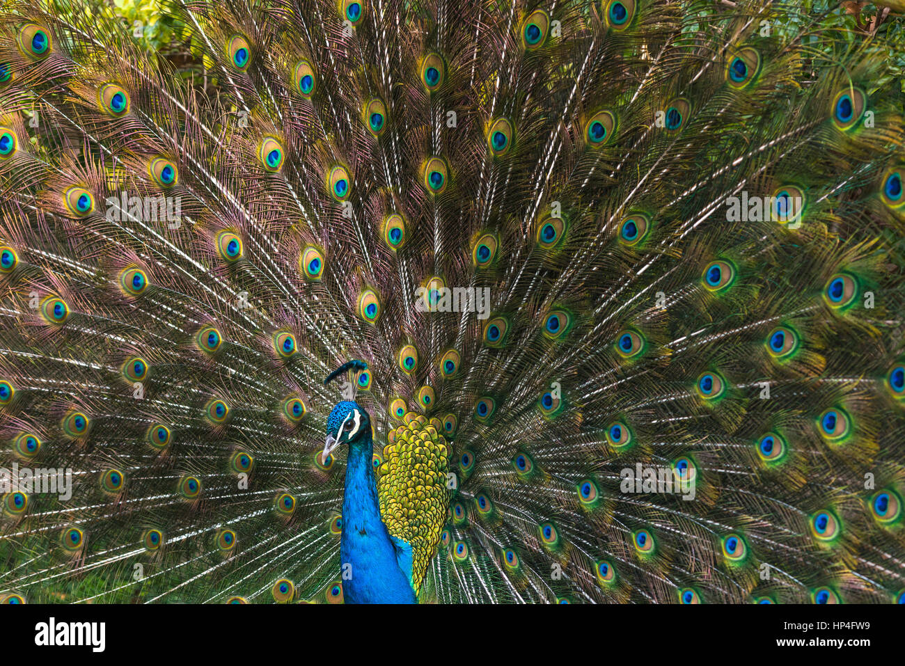 India mostrando plumaje azul pavo real en el ritual de apareamiento visto  en el Zoo de Barcelona, España Fotografía de stock - Alamy