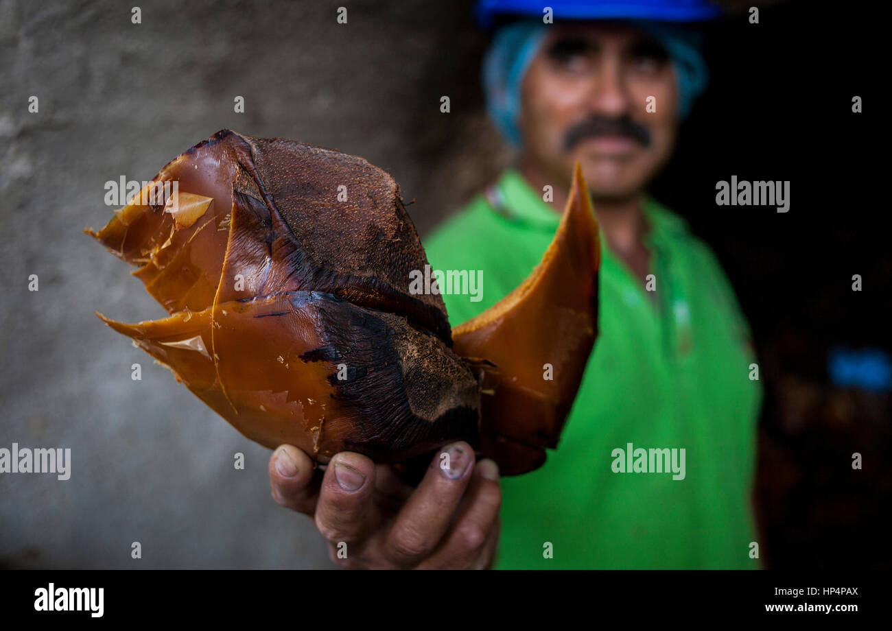 La fábrica de la famosa tequila Corralejo,trabajador muestra Agave