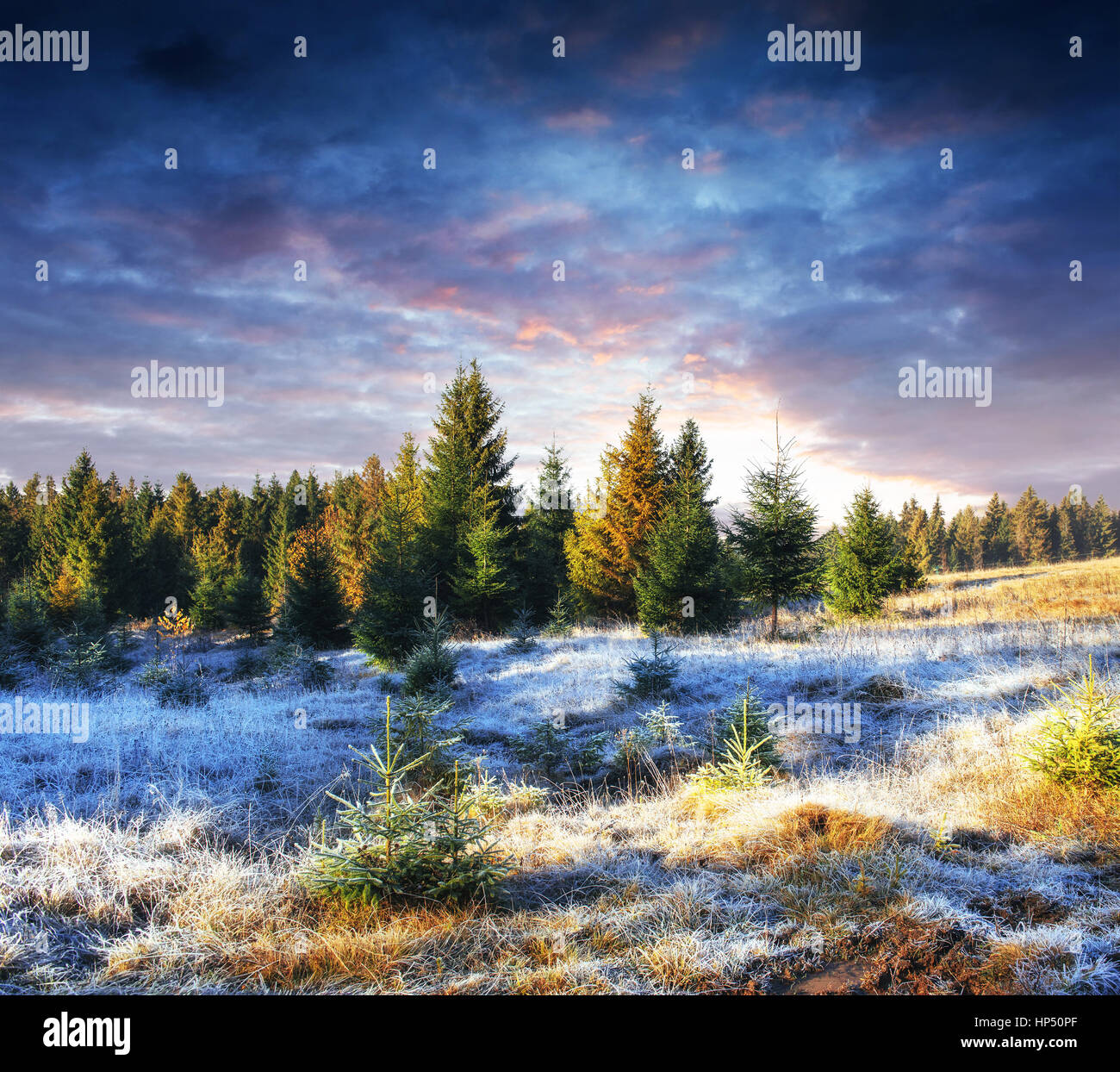 Invierno mágico árbol cubierto de nieve. Puesta de sol en los Cárpatos. Ukr Foto de stock