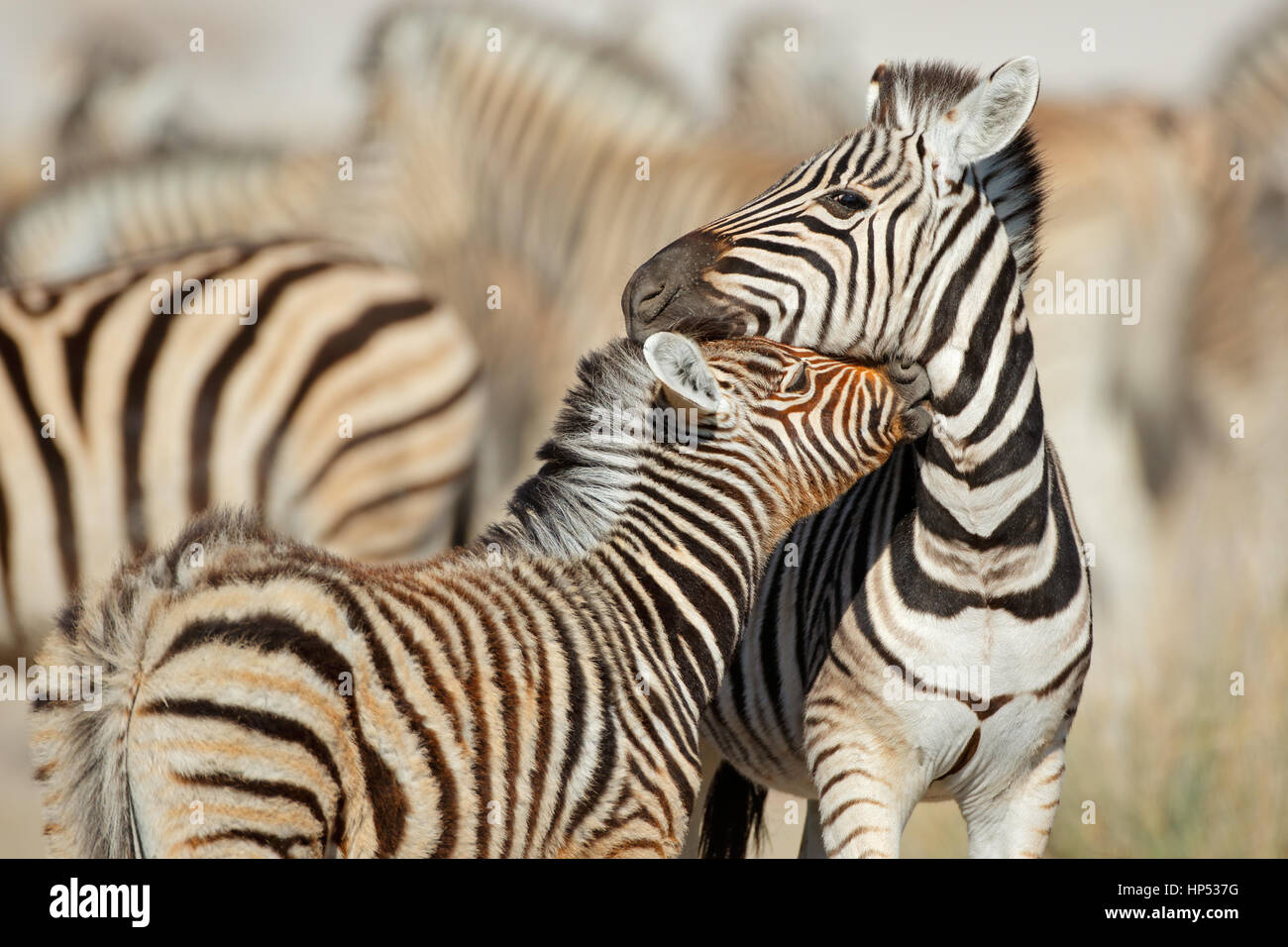 Llanuras cebra (Equus burchelli) la interacción, el Parque Nacional de Etosha, Namibia Foto de stock
