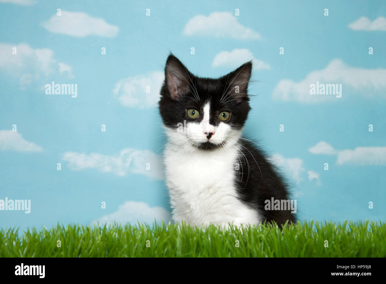 Blanco y negro pelo medio gatito sentado en el césped largo, fondo de cielo azul cielo con nubes. Espacio de copia Foto de stock