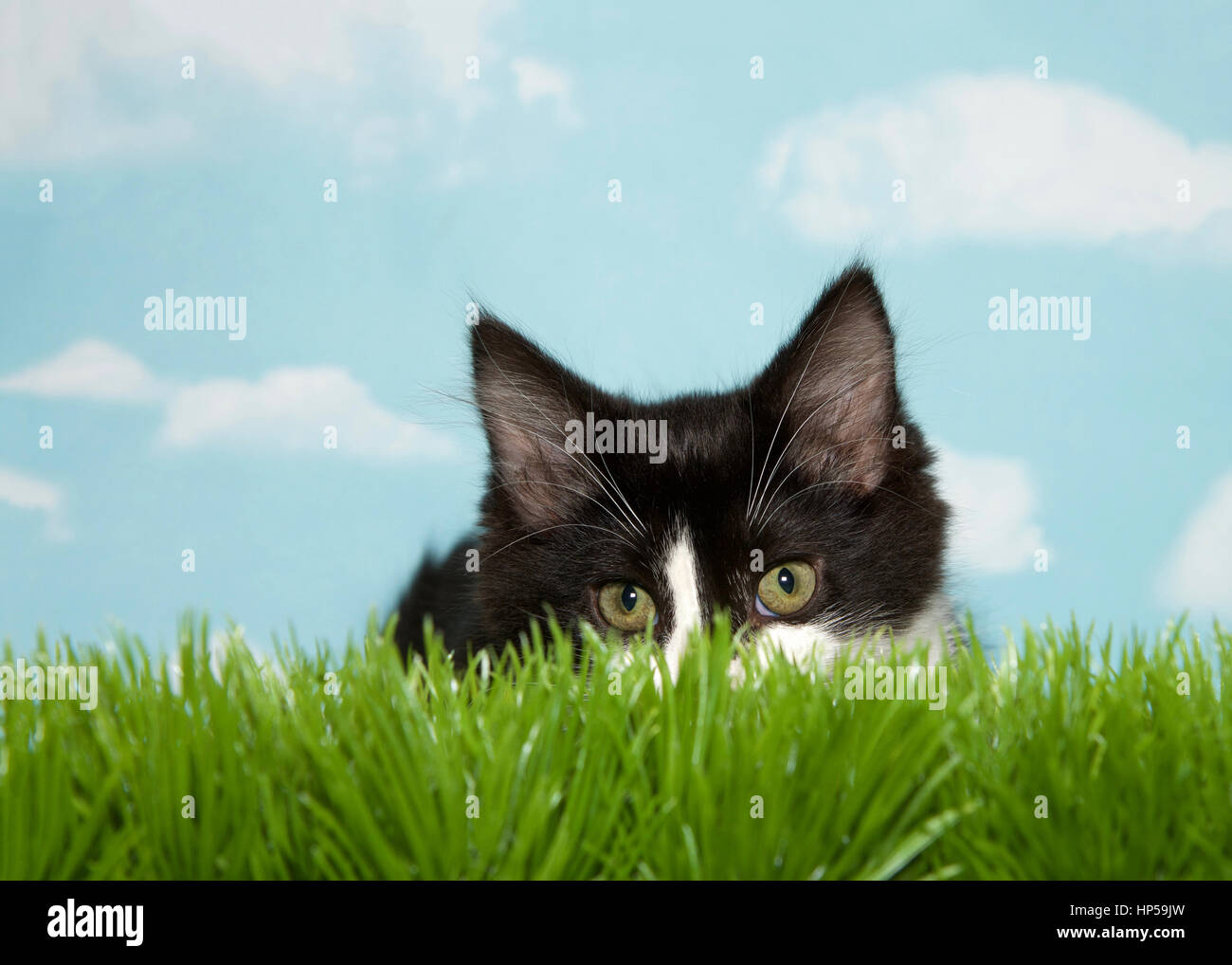 Blanco y negro cabello mediano gatito agazapado en el pasto largo, fondo azul cielo con nubes. Espacio de copia Foto de stock