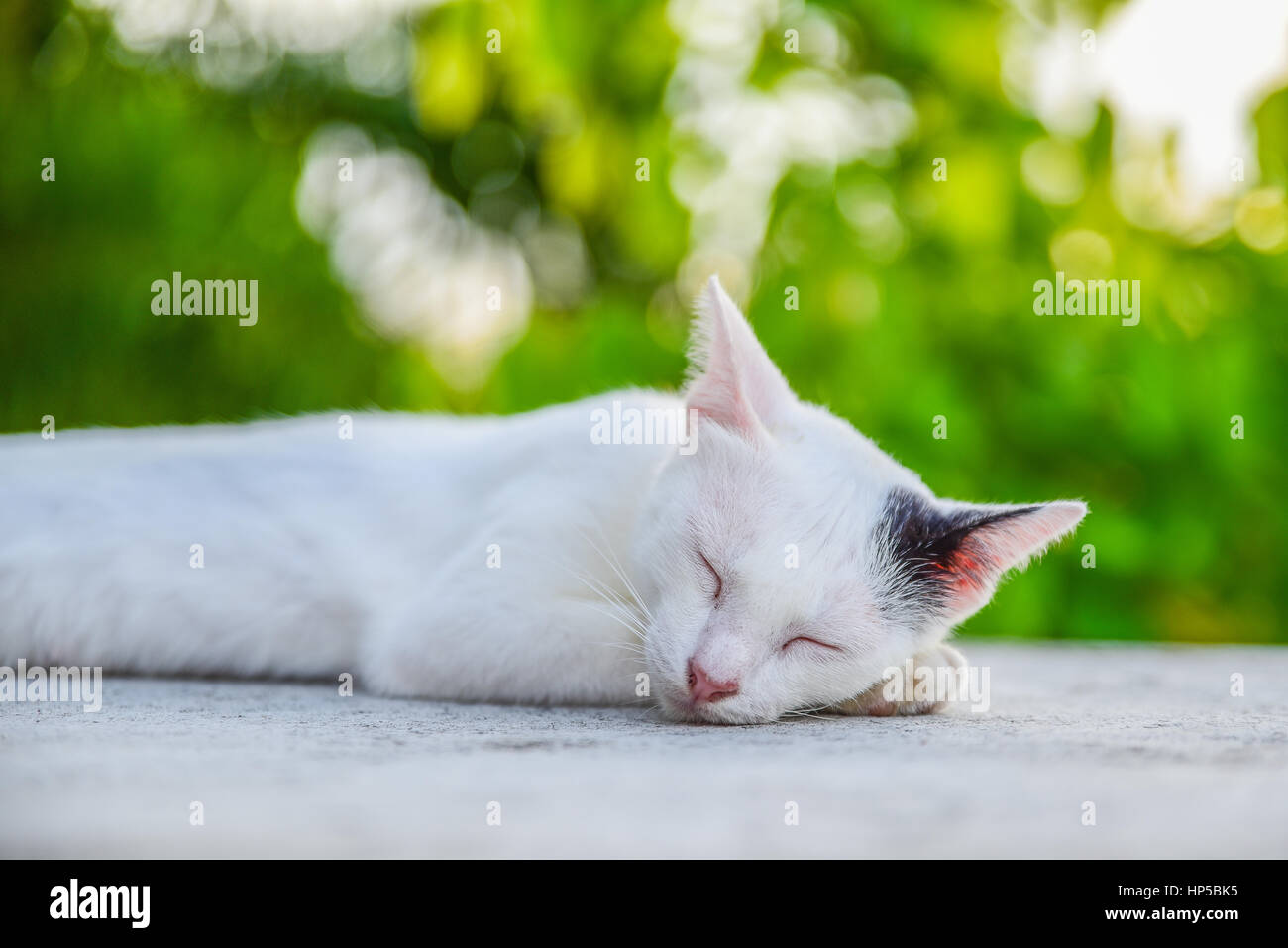 Tailandia Cat reclinado en el piso Foto de stock