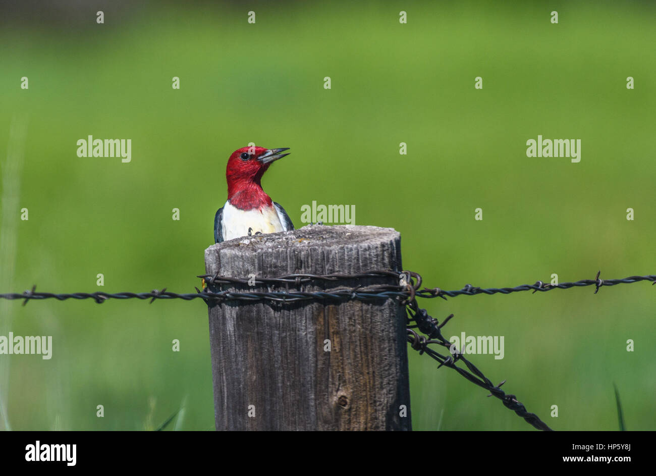 Un pájaro carpintero de cabeza roja mira a lo largo de la parte superior de un poste de cerca Foto de stock