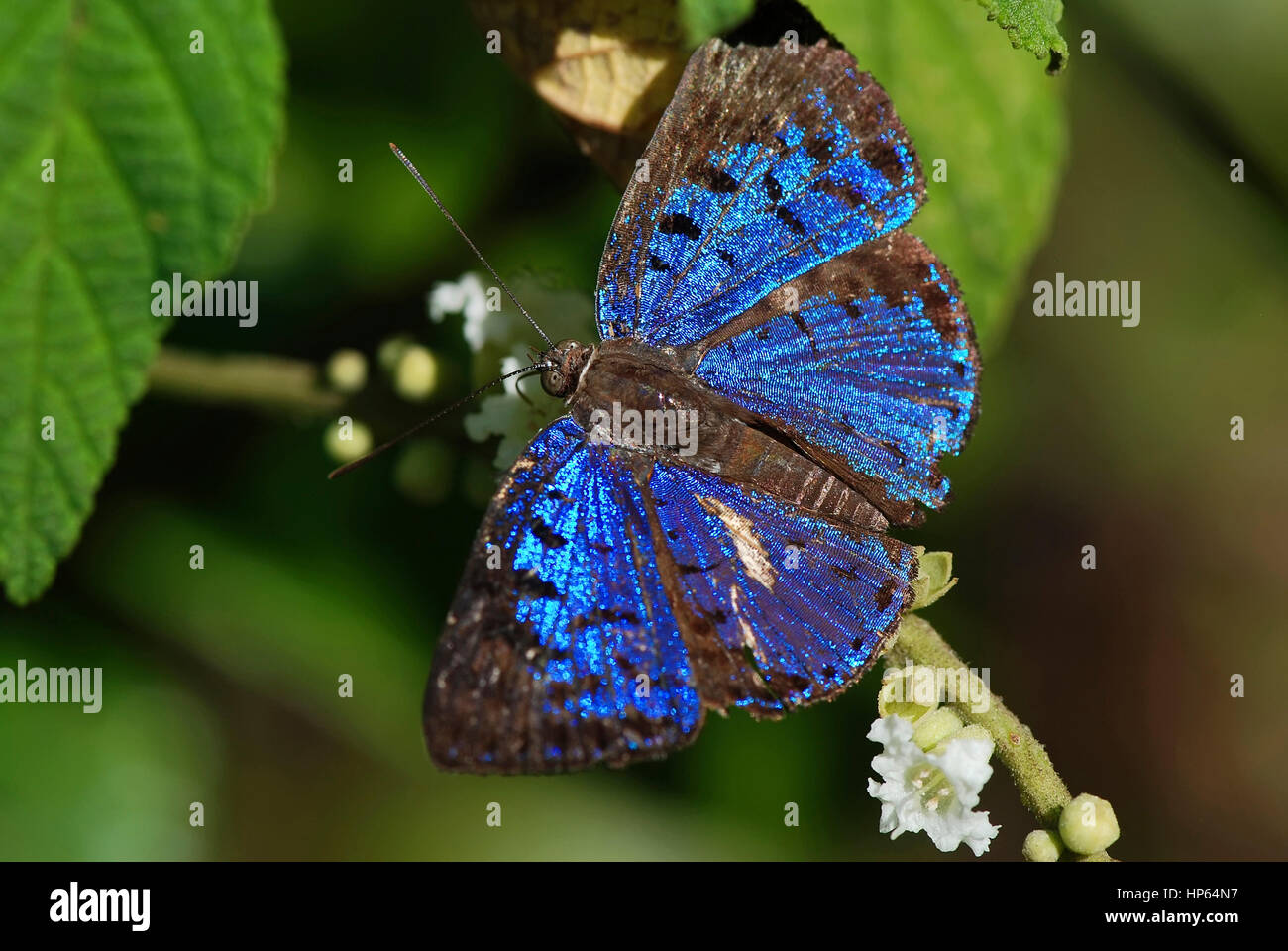 Blue Butterfly (Menander Menander menander), fotografiado en Guarapari, Espírito Santo, sudeste de Brasil. Bioma del Bosque Atlántico. Foto de stock