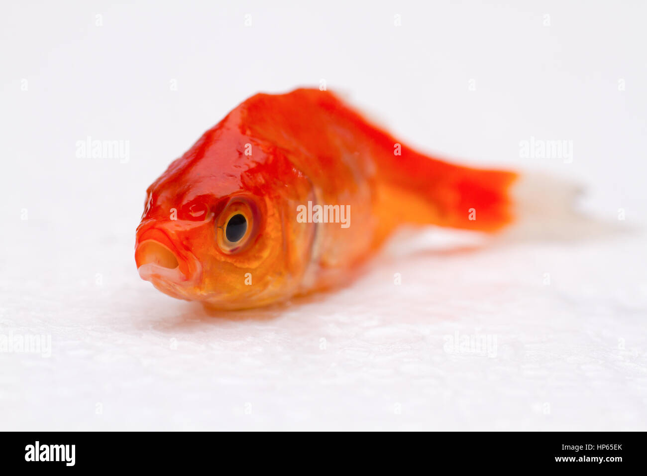 Pez Muerto En El Acuario Fotografia De Stock Alamy