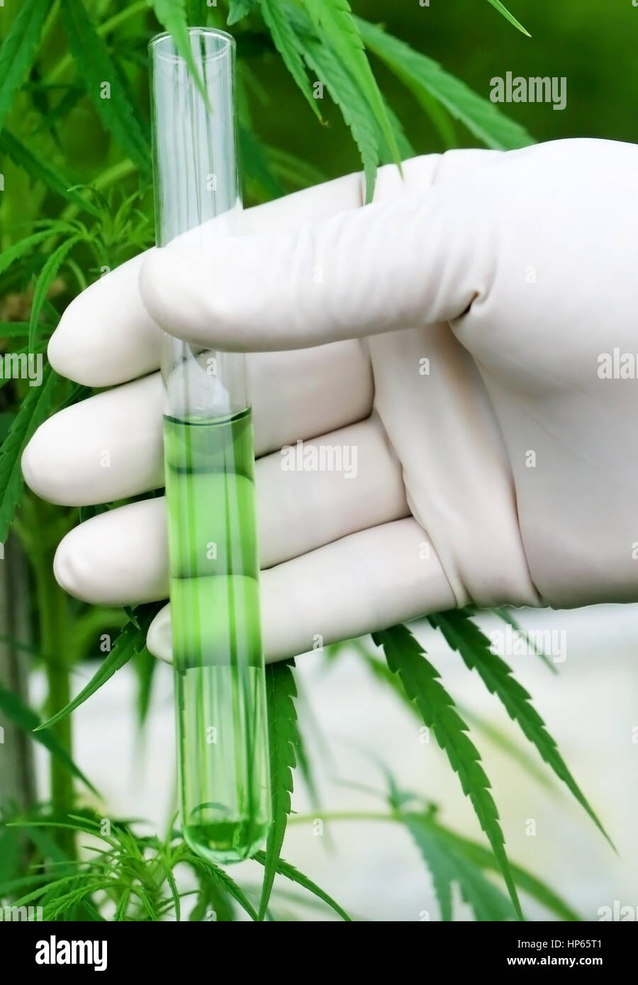 Extracto de cannabis en el tubo de ensayo la celebración por el científico Foto de stock