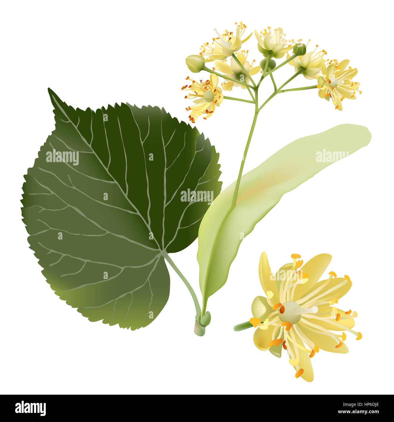 Flores de tilo fotografías e imágenes de alta resolución - Alamy Flores de tilo fotografías e imágenes de alta resolución - Alamy
