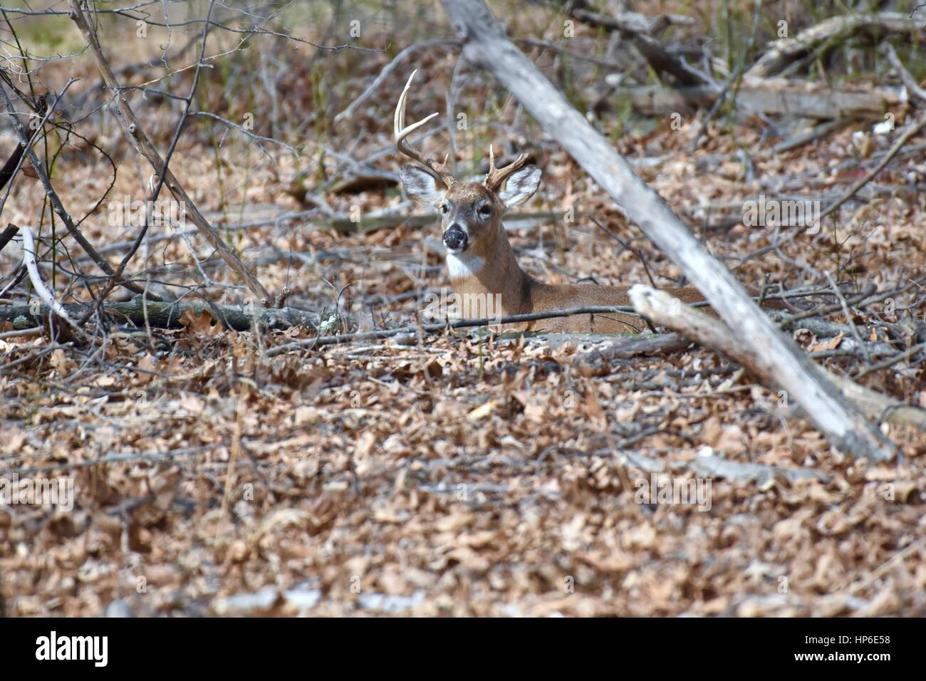 Un venado de cola blanca (Odocoileus virginianus) buck rota con una cornamenta asentados en el bosque Foto de stock