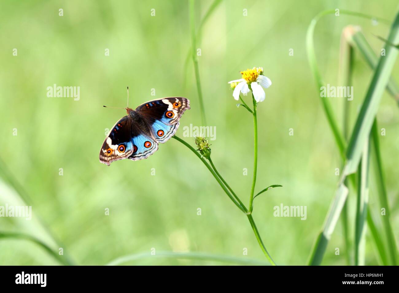 Pansy azul (junonia orithya) beber el néctar. Foto de stock