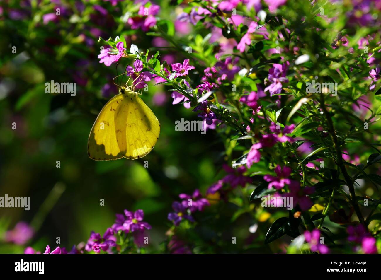 Conjuntos de mariposas en flor bebiendo néctar Foto de stock