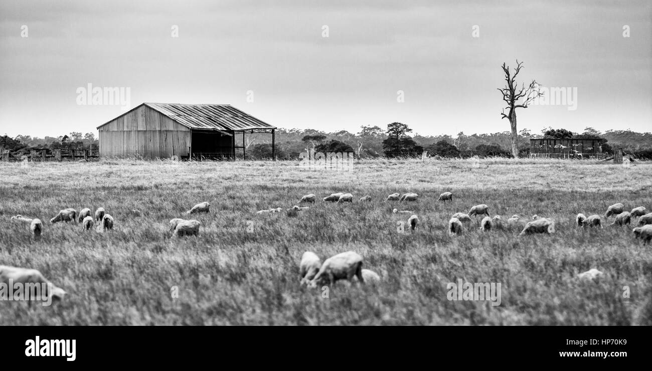 Hacienda de ovejas en Australia Foto de stock