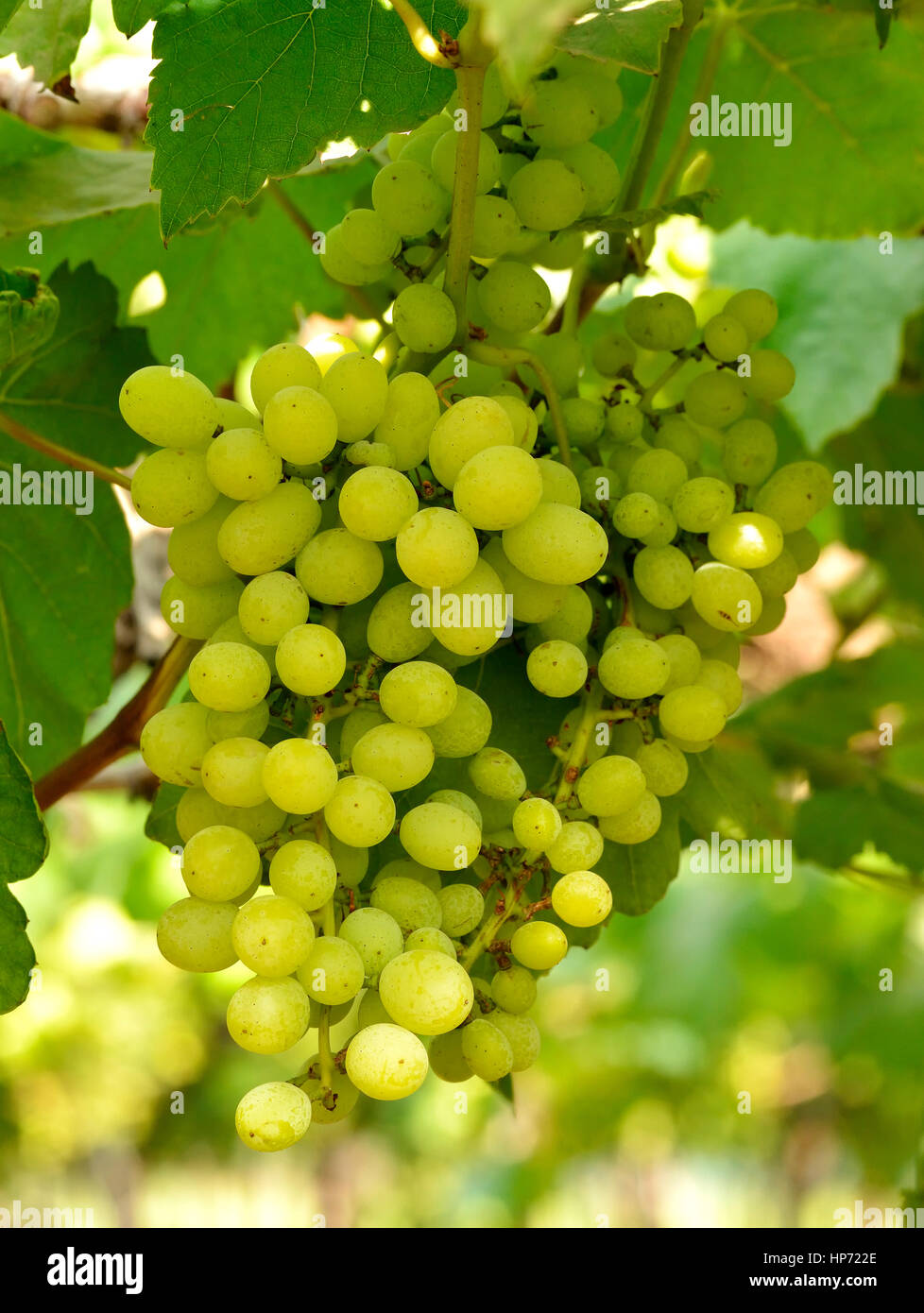 Cerca de uvas blancas Cluster Foto de stock