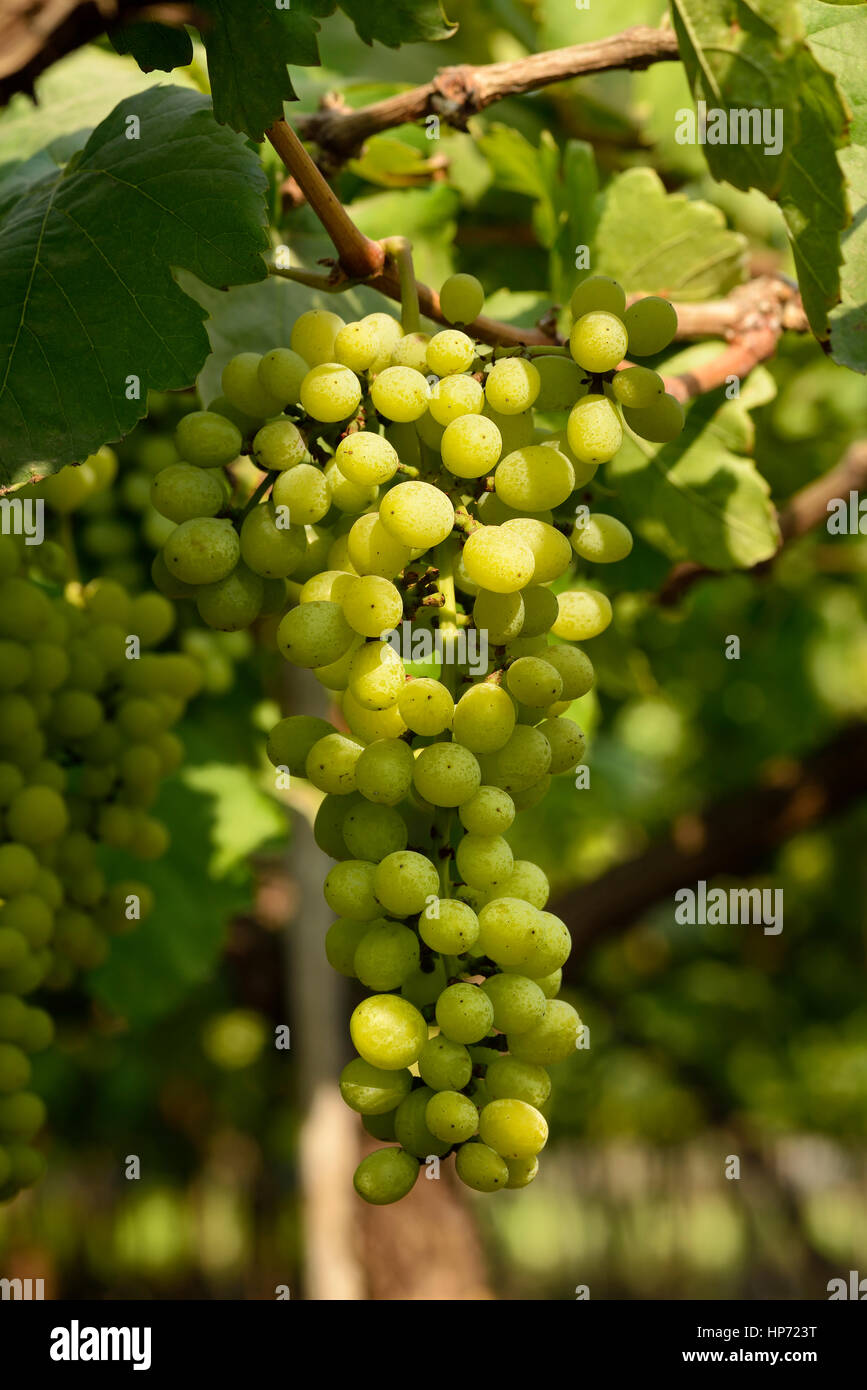 Racimo de uvas blancas Shot Outdoor Foto de stock