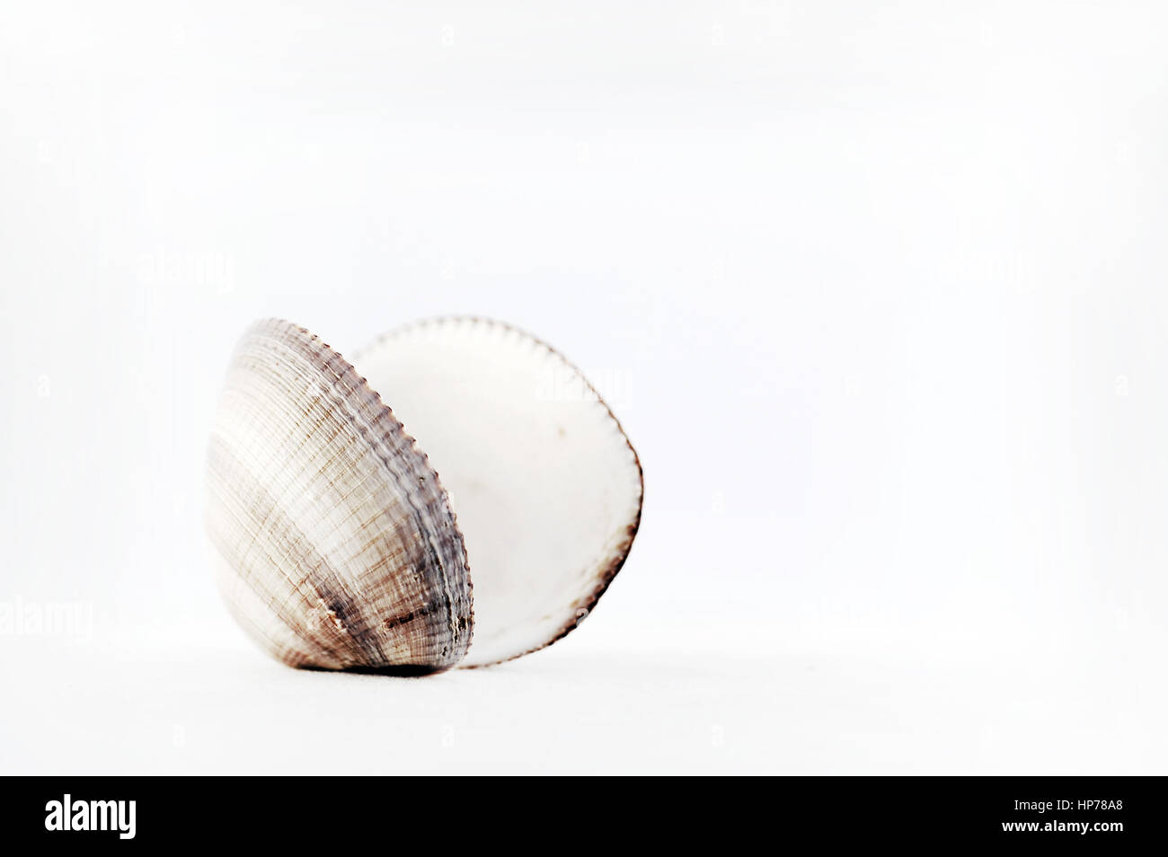 Seashell aislado sobre fondo blanco. Resumen high key image Foto de stock