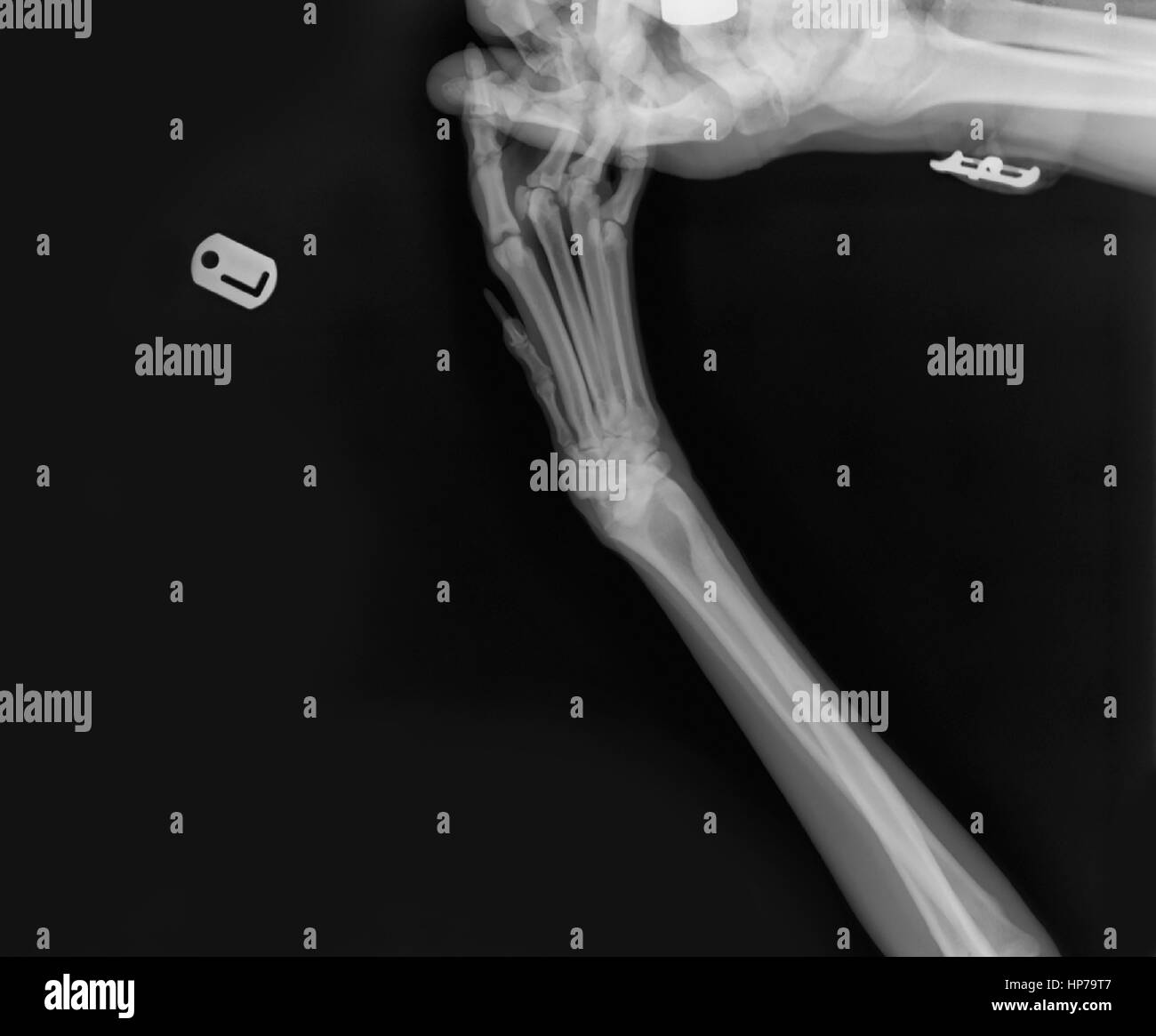 Rayos X de un perro de la pata delantera izquierda en una cirugía veterinaria el técnico la mano que sostiene la pata puede verse Foto de stock